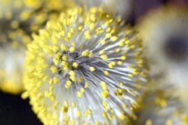 66項急性過敏原篩檢套組(E66)