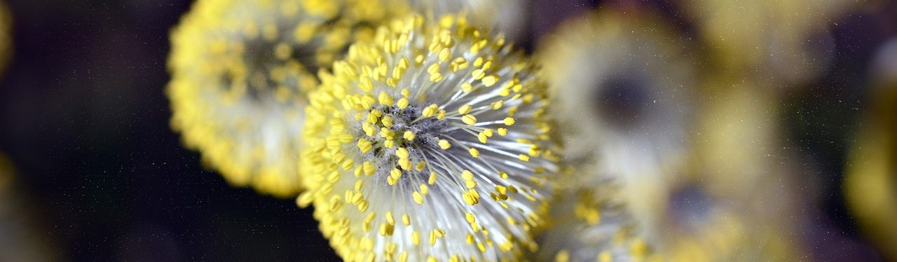 willow catkin, willow family, stamens