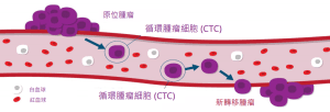 CTC 循環腫瘤細胞