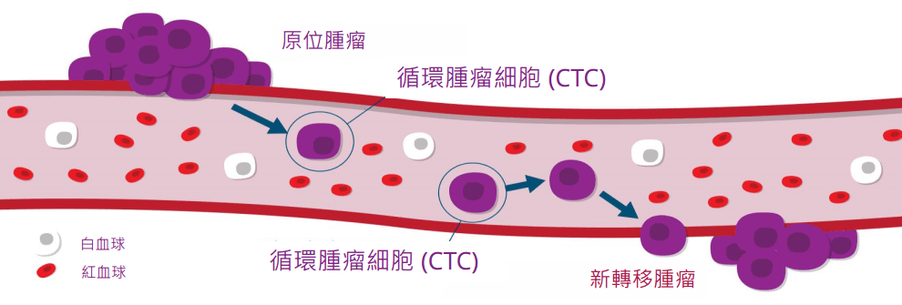 CTC 循環腫瘤細胞