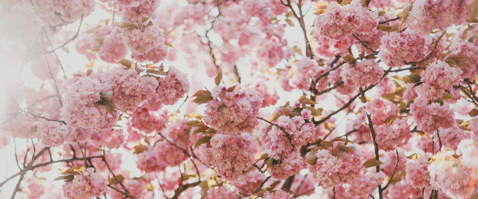 587項急慢性過敏原篩檢