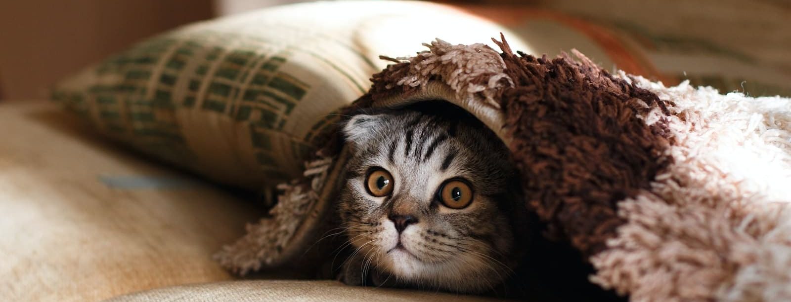 brown Scottish fold in brown thick-pile blanket