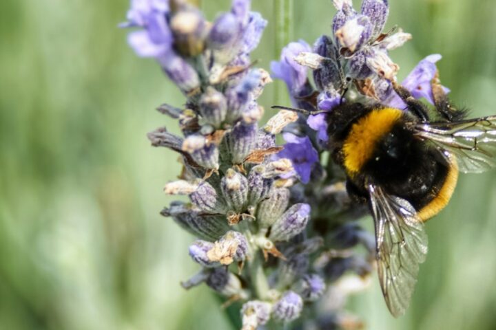 過敏原檢測：了解你的過敏來源，從根本改善不適